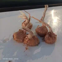 پیاز زعفران درجه یک تربت‌ حیدریه  (ارسال دارم)|خوردنی و آشامیدنی|تربت‌حیدریه, پائین ولایت|دیوار