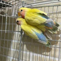 طوطی کوتوله رام