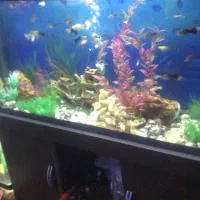 اکواریوم با پایه و کمد ام دی اف|ماهی|مشهد, ادیب نیشابوری (شهرک غرب)|دیوار