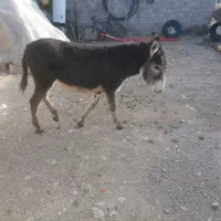 الاغ