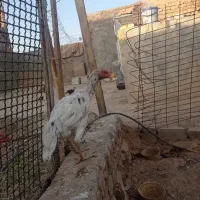 جوجه لاری و مرغ خروس مولد اصل|حیوانات مزرعه|نیشابور, دربقاضی|دیوار