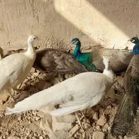 طاوس  ۶ تا یکجا|پرنده|مشهد, راهنمایی|دیوار