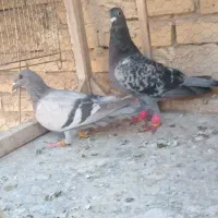 دوتا کفتر پرشی معاوضه