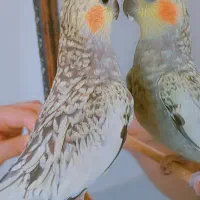 گمشده