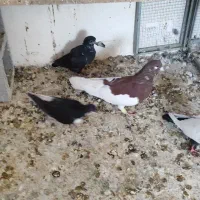 شهری یال  چپ