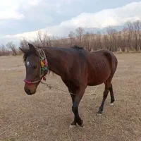 اسب اخته|اسب و تجهیزات اسبسواری|سیلوانه, |دیوار