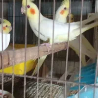 جوجه عروس هلندی|پرنده|رشت, باهنر|دیوار