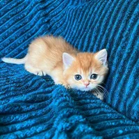 گربه‌های گلد اسکاتیش و بریتیش ( Ny11/ Ny12 /Ny25)