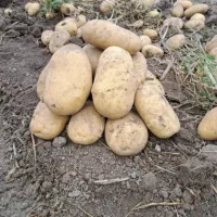 سیب زمینی|خوردنی و آشامیدنی|رشت, حافظ آباد|دیوار