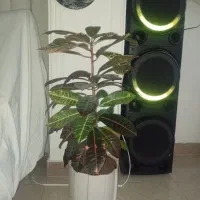 گل طبیعی|گل و گیاه طبیعی|پاکدشت, پاکدشت (مامازند)|دیوار