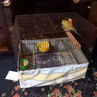 مرغ عشق مهم|پرنده|تهران, دولاب|دیوار