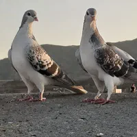 کبوتر