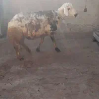 قوچ پلنگی