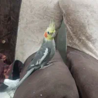 عروس هلندی|پرنده|گنبد کاووس, |دیوار