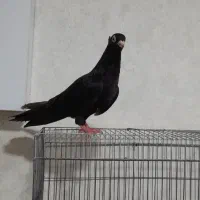 کبوتر زاغ صرب ۴ و5 بند هستن  درجه 1