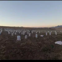 سیب زمینی بذری