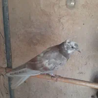 کبوتر|پرنده|قم, نخودی|دیوار