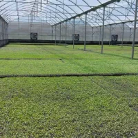 سازه.گلخانه.۱۲۰۰۰متر