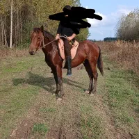 اسب کره ۳سال|اسب و تجهیزات اسب‌سواری|طاهرگوراب, |دیوار