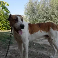 سگ افغان البای بسیار خوشگل|سگ|گنبد کاووس, |دیوار