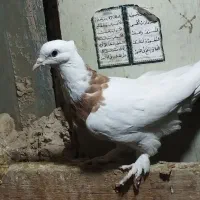 طوقی|پرنده|مهریز, |دیوار