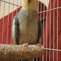 عروس هلندی|پرنده|تهران, جمال‌زاده|دیوار