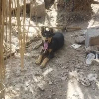 سلام با کفتر خوب مامله میش