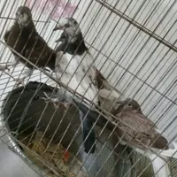 جوجه سرخ .پلاکی.گم شده