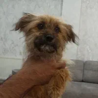 سگ پاپی ماده پا کوتاه