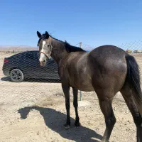 فروس دو راس اسب|اسب و تجهیزات اسب‌سواری|تهران, آرژانتین|دیوار