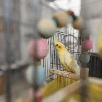 عروس هلندی نر 3 ساله معاوظه با سیامون نربالغ|پرنده|گرمسار, |دیوار