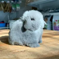 خرگوش ایتالیایی عروسکی|موش و خرگوش|اهواز, گلستان|دیوار