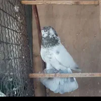 کود کبوتر