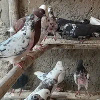 درود و سلام خدمت دوستان تعدادی کفتر پرشی مایه کفتر|پرنده|اصفهان, آزادان|دیوار