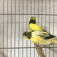 ماده قناری جفت خور سهره|پرنده|اصفهان, ملکشهر|دیوار