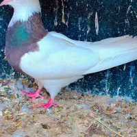 طوقی|پرنده|خرمشهر, |دیوار