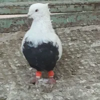 کفتر|پرنده|بروجرد, |دیوار