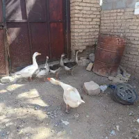 2عدد جوجه قوغاز 3 عدد غاز|حیوانات مزرعه|گلبهار, نوبهار|دیوار