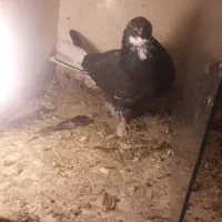 کبوتر گمشده