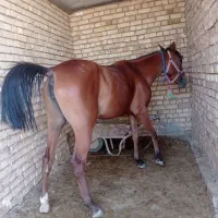 اسب مادیان