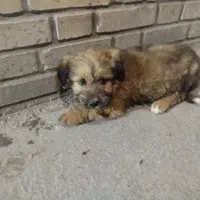 سگ پاکوتاه|سگ|گلبهار, شهر جدید گلبهار|دیوار