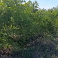 فروش باغ|فروش زمین و ملک کلنگی|قم, چهل درخت‎|دیوار
