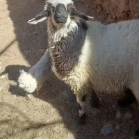 دوبره نر