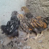 جوجه ویاندوت اس جی اس وجوجه سیلور