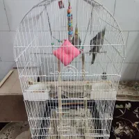 یک جفت عروس هلندی