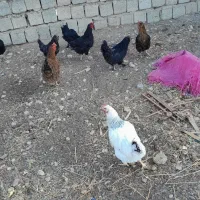 مرغ فریک بوقلمون غاز