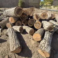 چوب گردو مصالحی