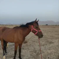 مادیون ترکمن