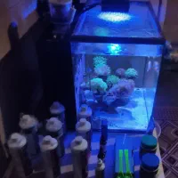 آکواریوم آب شور کامل|ماهی|ری, دیلمان|دیوار