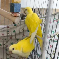 راهب رنگ های خاص